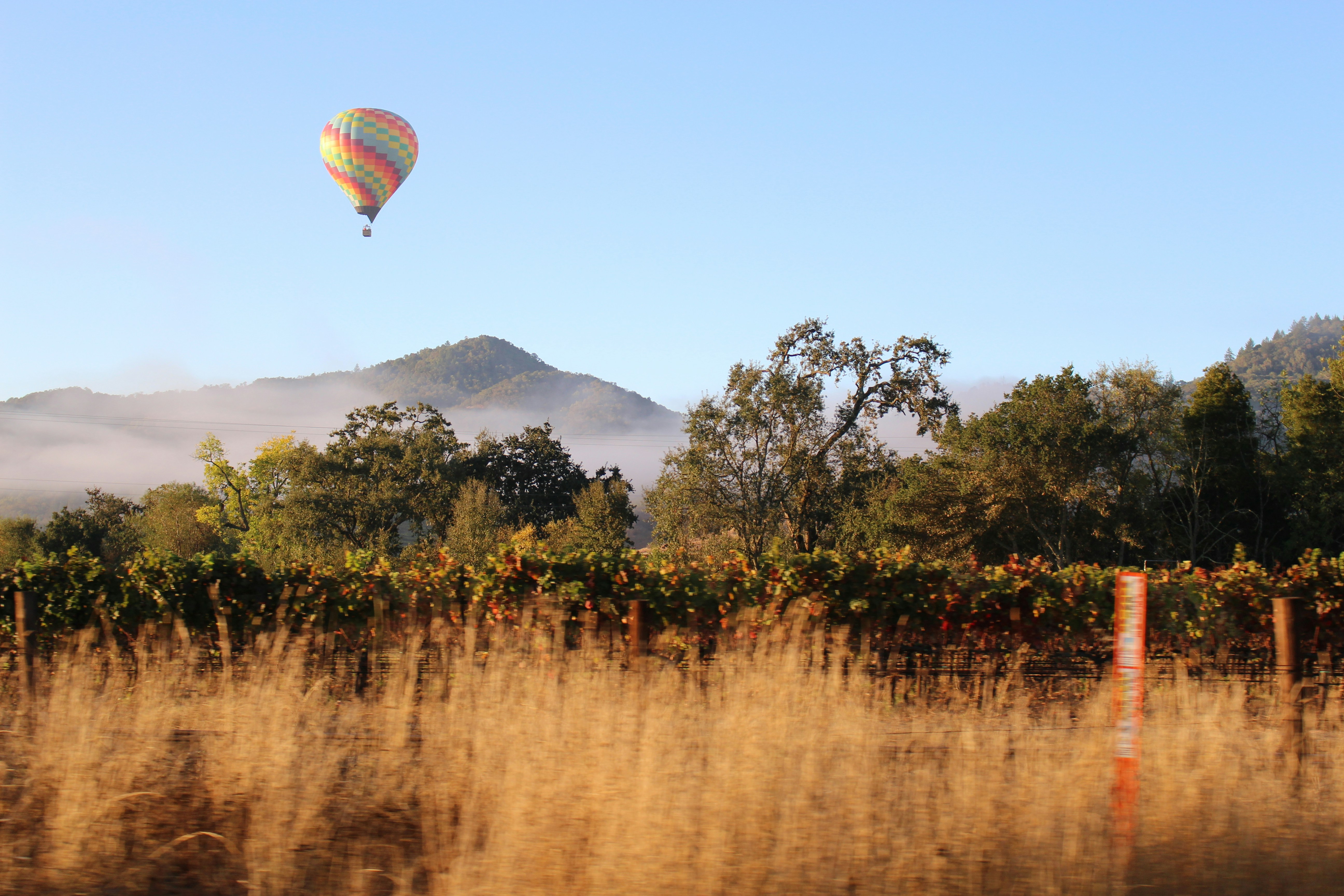 Hot air balloon over vineyard in Sonoma County wine country