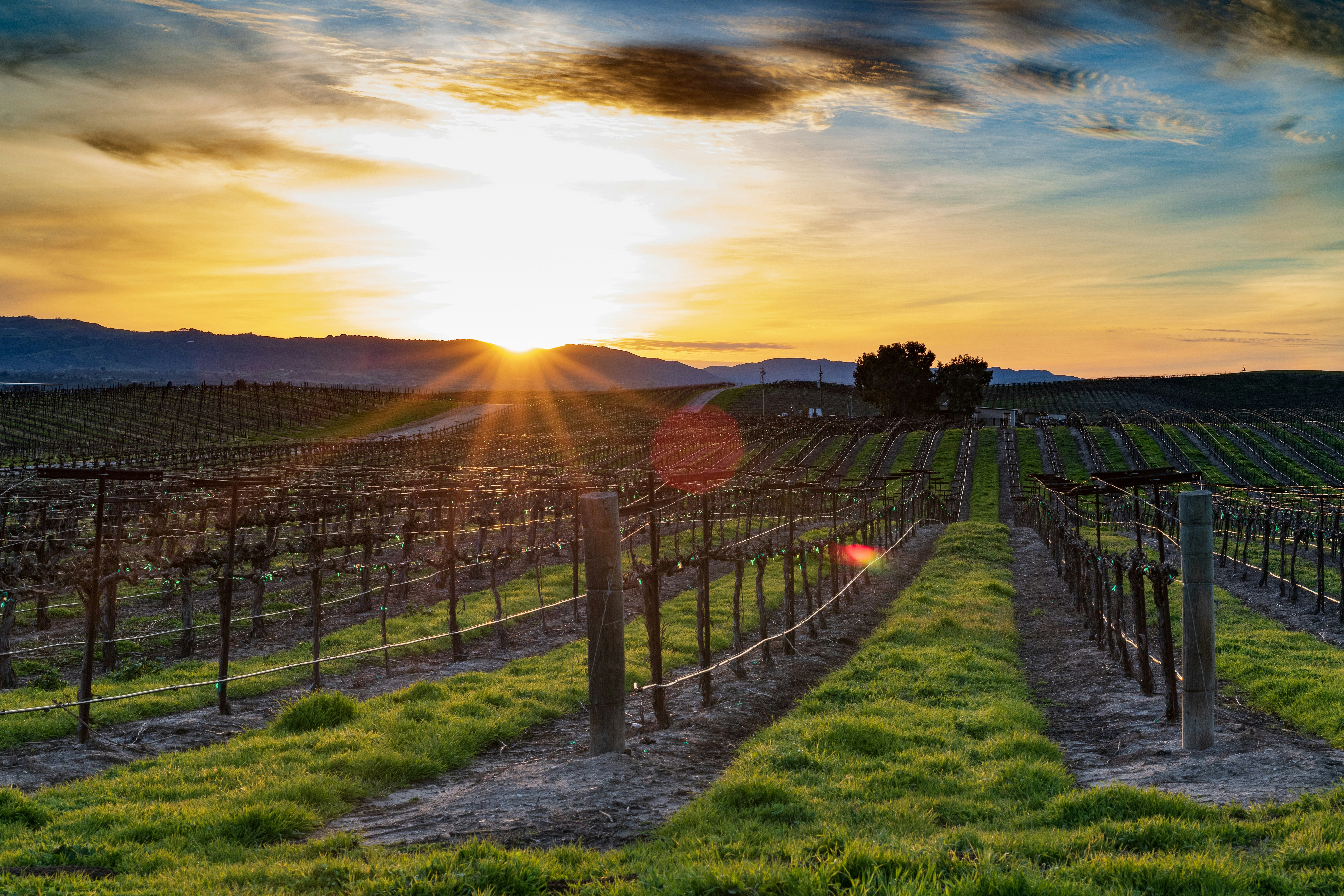 Vineyard at golden sunset in Sonoma County
