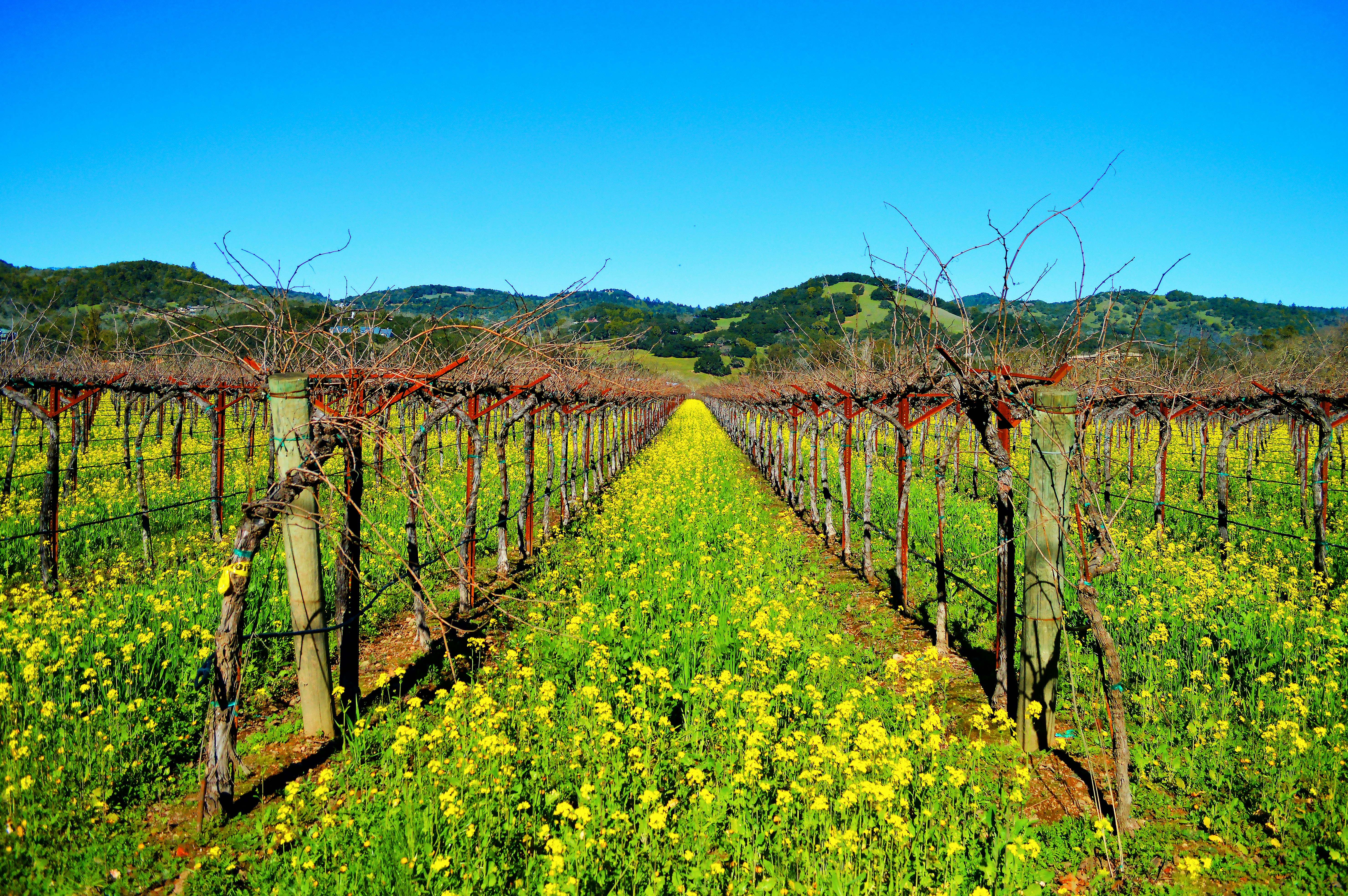 Vineyard rows with yellow mustard flowers in Sonoma County